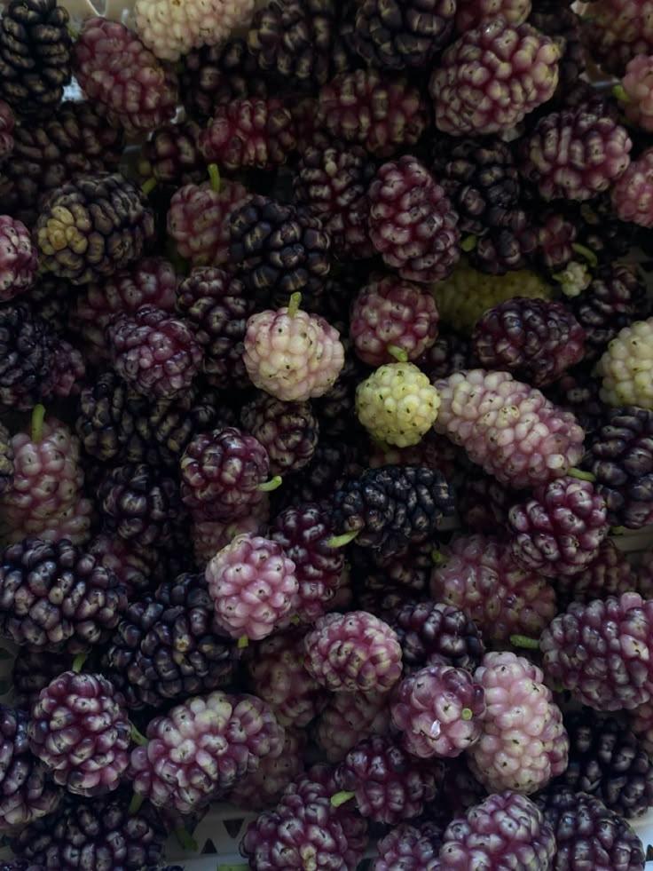Wholesome Berries: Farm's Pure Delight