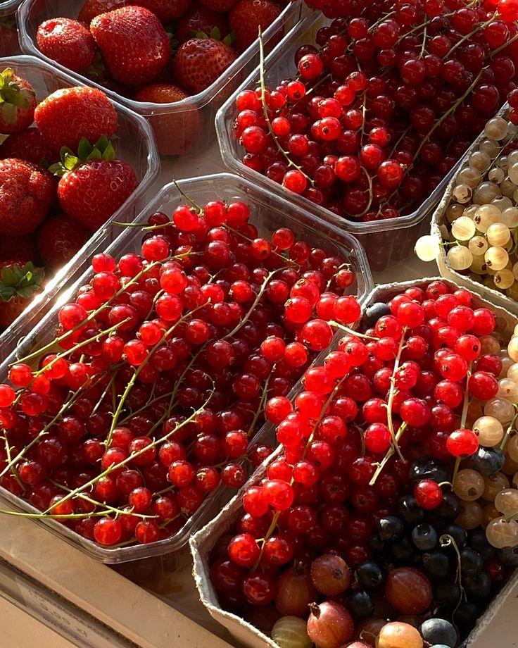 Garden Gem Berries: Sun-Ripened Treasures