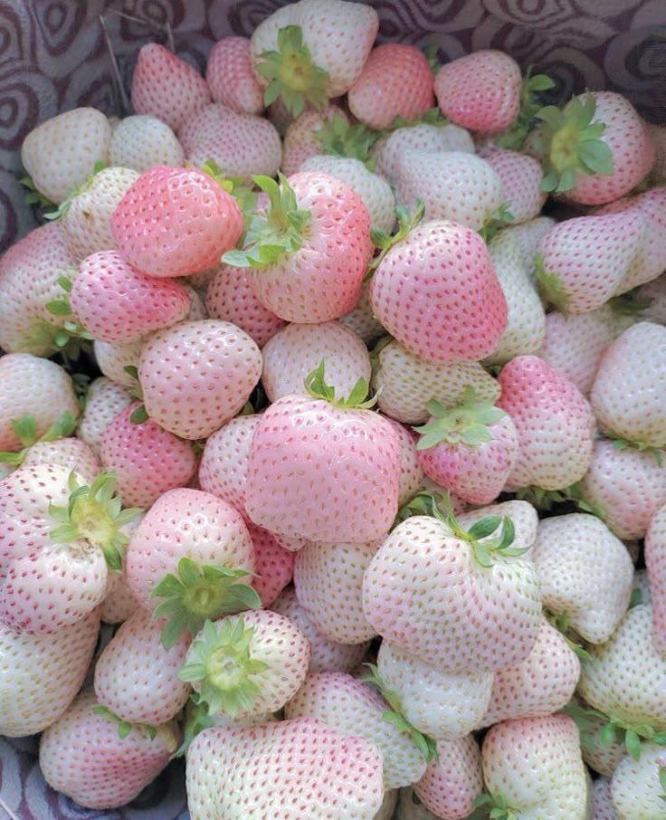 Berry Bounty: Nature's Sweet Harvest
